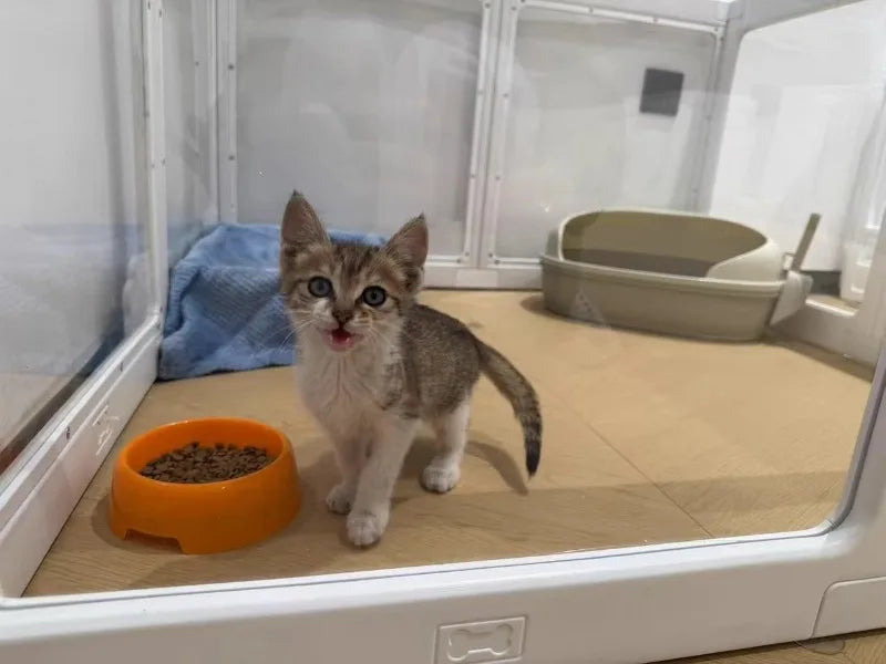 Recinzione per cani trasparente per interni Alta recinzione per cani da cortile in acrilico Gabbia per porte Mobili per cani Box Anti fuga Forniture per animali domestici