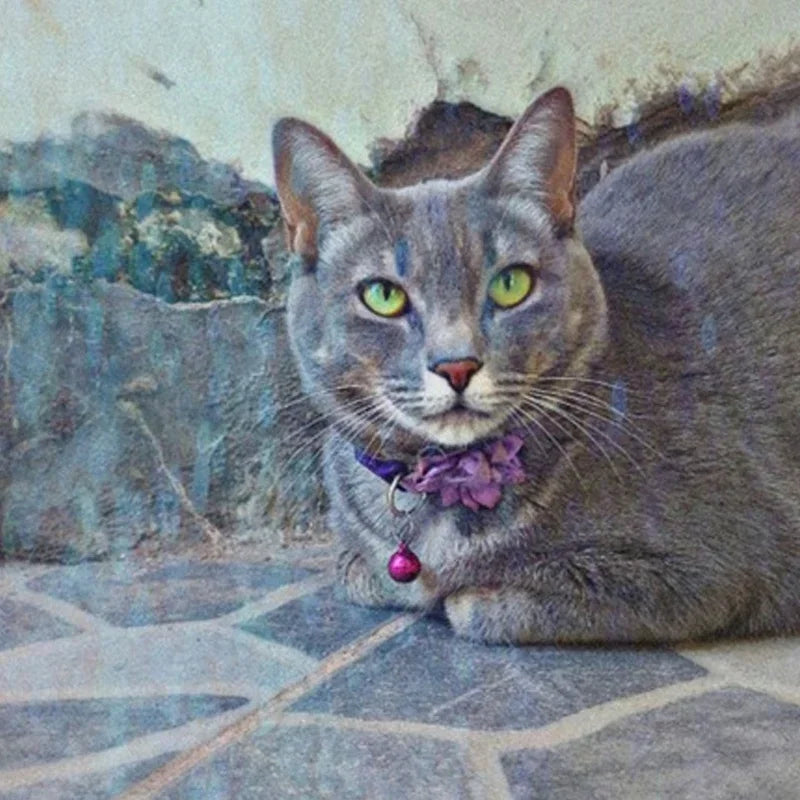 Collare carino colorato per cani e gatti collare regolabile con campana di fiori con collare a campana forniture per animali domestici 7 colori sono disponibili